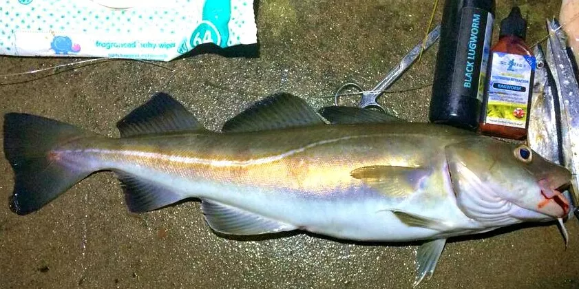 Sea fishing bait deals