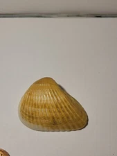 Hand Picked Brazilian Ark Shell