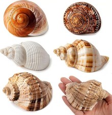 5PCS Large Hermit Crab Shells Natural Sea Conch Size 2.8" - 3.9", Opening S...