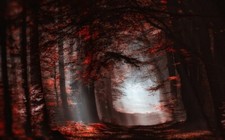 Landscape nature atmosphere forest mist sun rays path Custom Gaming Mat Desk