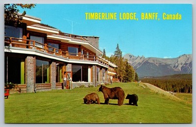 Banff Alberta Timberline Lodge Bears Postcard AB