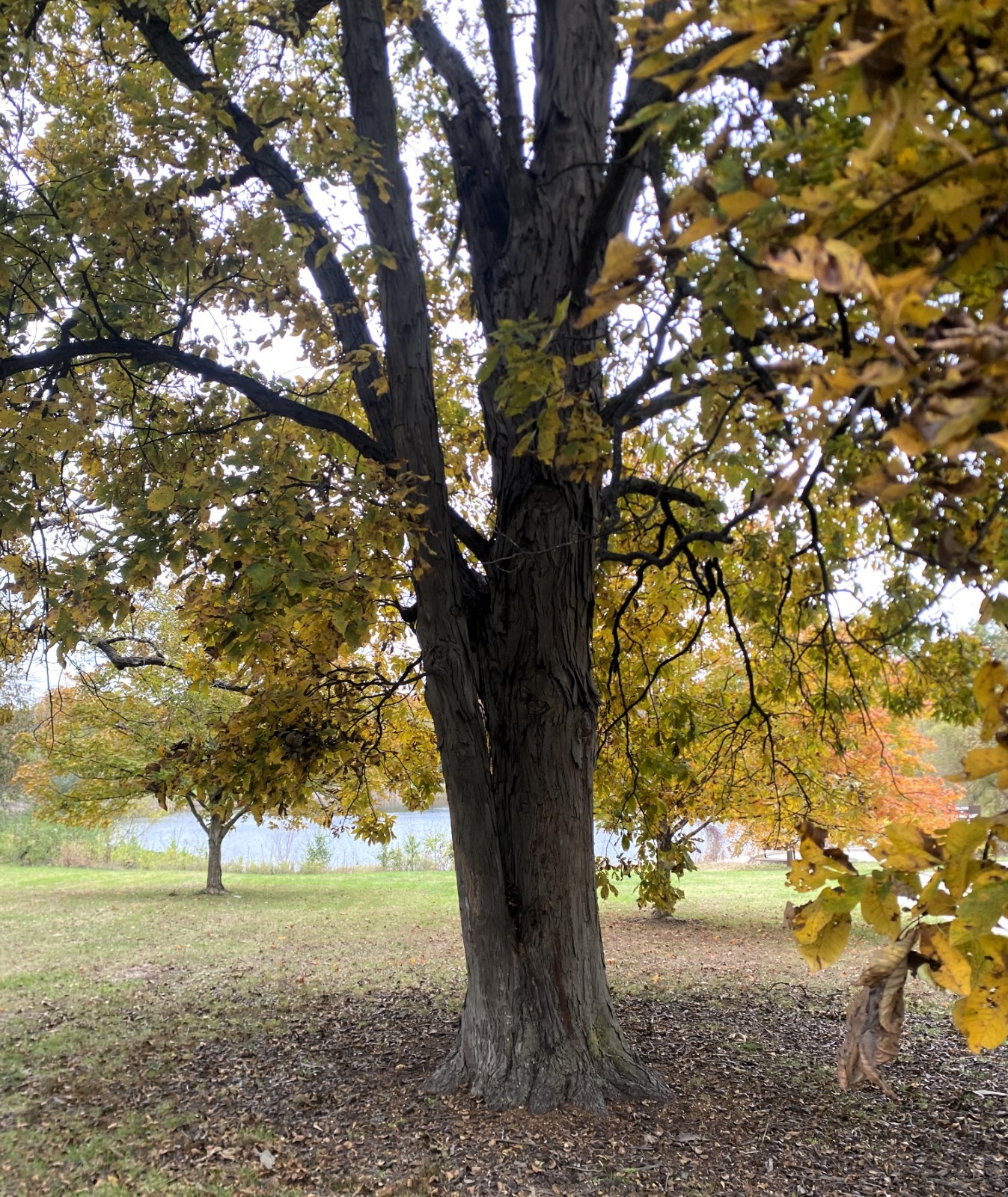 50 SHAGBARK HICKORY NUTS (50 Nuts) Farm Fresh Organic From MO 2025 Float Tested