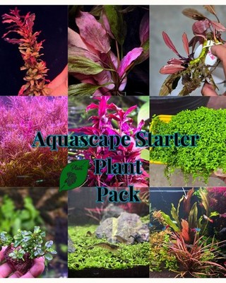 Aquascape Starter Plant Pack Live Aquatic Fish Tank Plants Shrimp Tank Aquarium