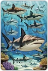 Shark Grouping Ocean Life Vintage Tin Metal Signs Home Décor 8x12