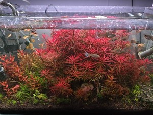 New Intermediate Aquatic Plant Pack