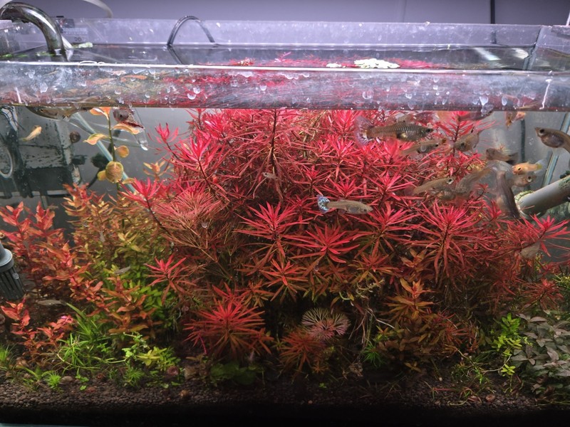New Intermediate Aquatic Plant Pack