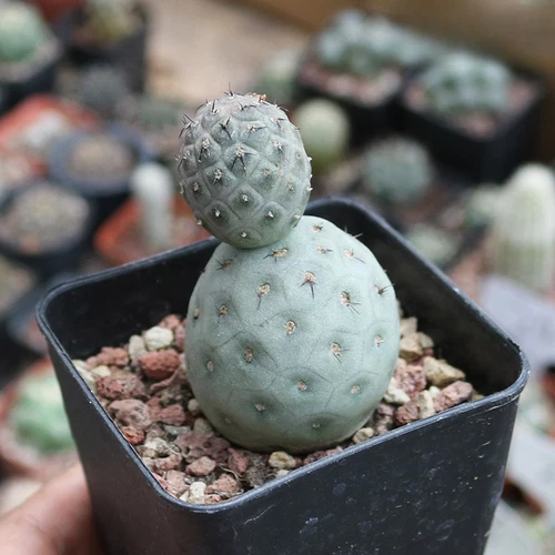 Multi-Head Tephrocactus geometricus Cactus Succulent Plant beautiful Plant - Picture 6 of 10