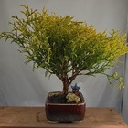 False Cyprus Bonsai Tree in Brown Ceramic Pot w/ Ornaments  — photo 4