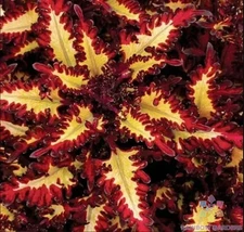 25+ Red Yellow Coleus Seeds for Garden Planting - USA - FREE SHIPPING!