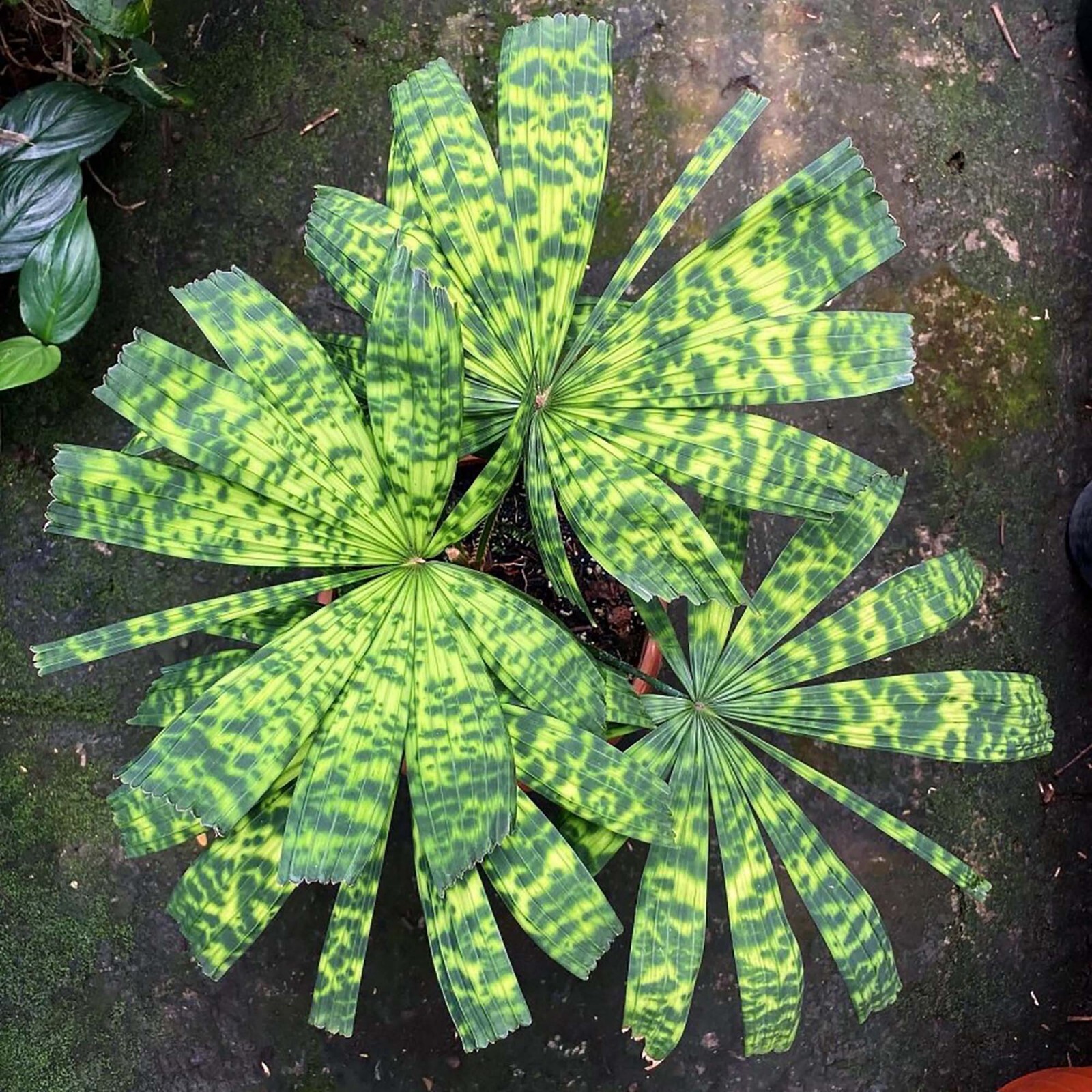 Palm Licuala Mapu Small Free Phyto