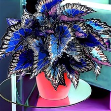 Coleus Seeds, 100 Pack, Indoor Outdoor Colorful Foliage Plant, Shade-Loving G...