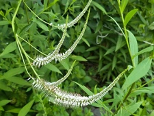 1 gram+ Culver's Root Seeds/Veronicastrum virginicum/500+/Native East/Centr US/