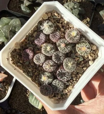 Conophytum Obcordellum picturatum, Same As Pics (16  plants, 0.8-1cm)