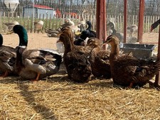 8 Exhibition Rouen, Grey and Blue Show Quality Line