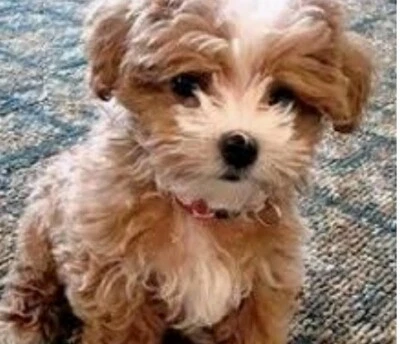 Wanted Puppy Dogs Puppies Gumtree Australia Inner Sydney Sydney City 1255107879
