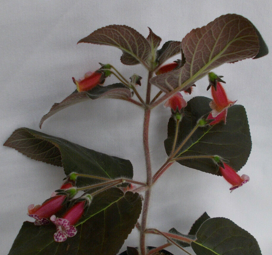 Kohleria Rhizomes | eBay