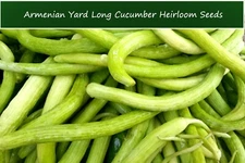 Vegetable Seeds -Armenian Yard Long Slicing Cucumber-20 Seeds