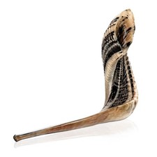 Kosher Ram Shofar Horn from Israel Traditional Half Polished Ram Shofar, Holy