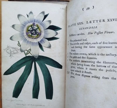 Martyn Linnaeus System of Vegetables  Botanik 36 kolorierte Tafeln - 1794 - Bild 1 von 4