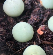 Conophytum Calculus, Live plants, Cute Plants - (1.2-1.5cm, Small)