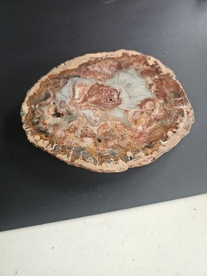  Polished Petrified Wood Slice Fossil Stone Display Specimen 1.3 lbs Natural Ear