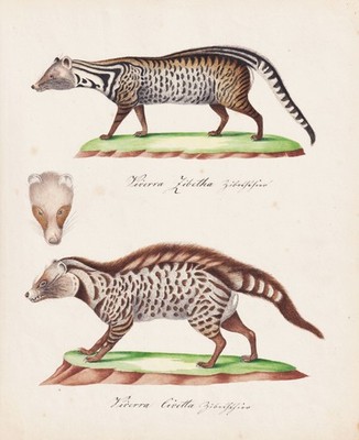 Zibetkatze Indian civet Aquarell Zeichnung dessin watercolor drawing 1840