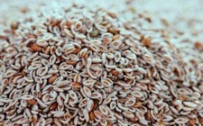 Bulk Psyllium Seed  Isabgol Beej  Plantago Ovata Seeds Whole Organic Pure-100g