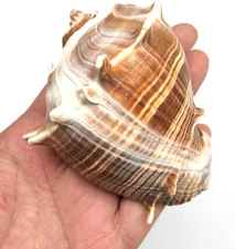 3 PC Caribbean Crown Conch Shells, 3 Inch ~ 3-1/2 Inch