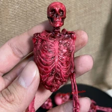 1/12 1/6 Scale Human Skeleton Half-body Flesh Blood Skeleton Model Accessory
