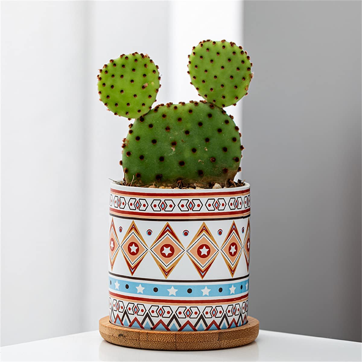 Castus Containers 4Pcs Cactus Plant Pot Mini Succulent Plant Container, with Drainage ...