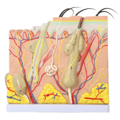 Skin Anatomy Model