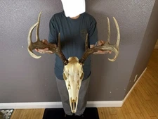European REAL Skull Whitetail Deer Antler Set Wild Idaho Horns Mount 4x5