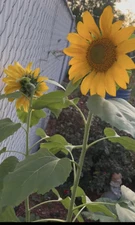 Mammoth Sunflower Seeds - Grow Giant Sunflowers - 50 Non-GMO Heirloom Seeds