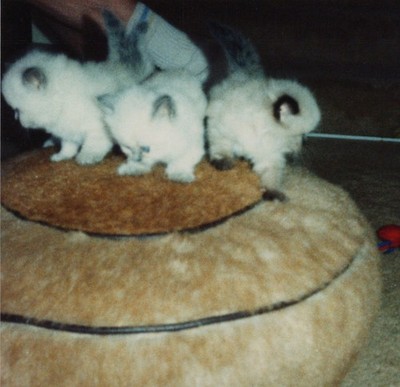Three Fluffy Kittens Exploring Fuzzy Ottoman Indoor Play Cute Pets