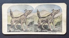 Stereoview Card WW1 Military - A Red Cross Hero