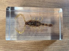 Real Scorpion  in Clear Acrylic Resin Block