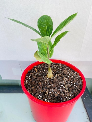 Adasonia Digitata (Baobab)- Rare Live Tree, Iconic African Succulent - Picture 2 of 4