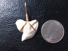X-large Tiger Shark Tooth Pendant With Jewelers Gold Wire Hand Wrap