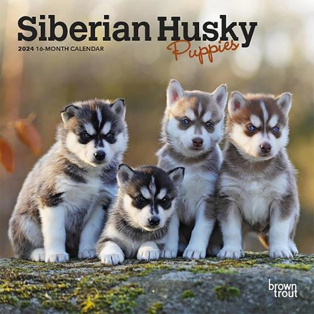 Toy husky for top sale near me