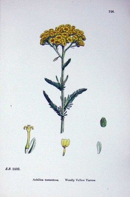 Original alter antiker Druck Botanik Pflanzen um 1902 wollige gelbe Schafgarbe Achillea