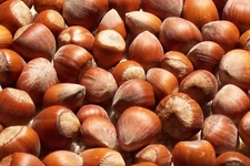  Freshly Harvested American Grown Raw In-shell whole Hazelnuts Filberts Large 
