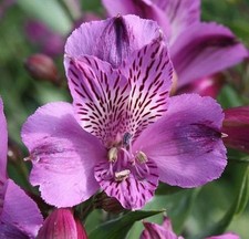 Pretty Imported Double Alstroemeria Pure Purple Flower bulbs Pack Of 2 Bulbs