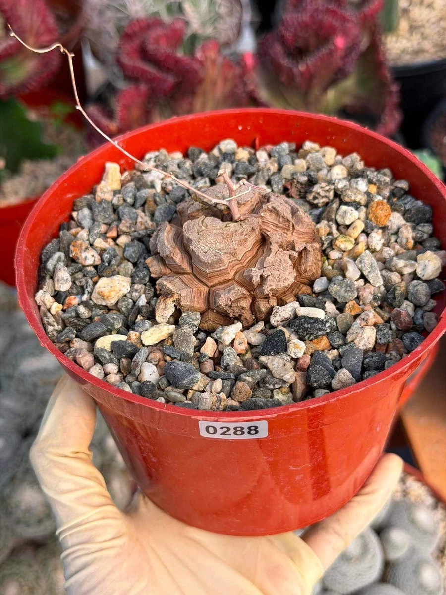 羅本製所 Robin x chun Dioscorea  ball Dioscorea for sale | eBay