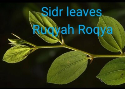  dried Sidr leaves,lote Leaves Ruqyah, Roqya, Destroy Magic and Evil Eye,2 oz.