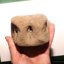 Giant Dinosaur Vertebrae Fossil - Authentic - Hell Creek Formation Cretaceous