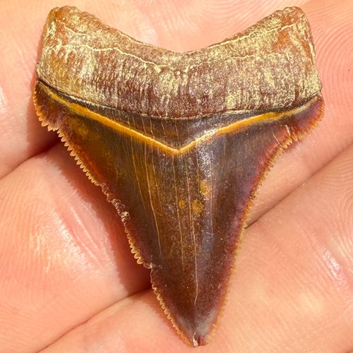 Peruvian Chubutensis Shark Tooth 1.81" Fossil Authentic NOT RESTORED (POC-00)