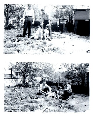 Hunting English Pointer Dogs Original B&W 6x3.5'' Photograph c 1940 Set of 2