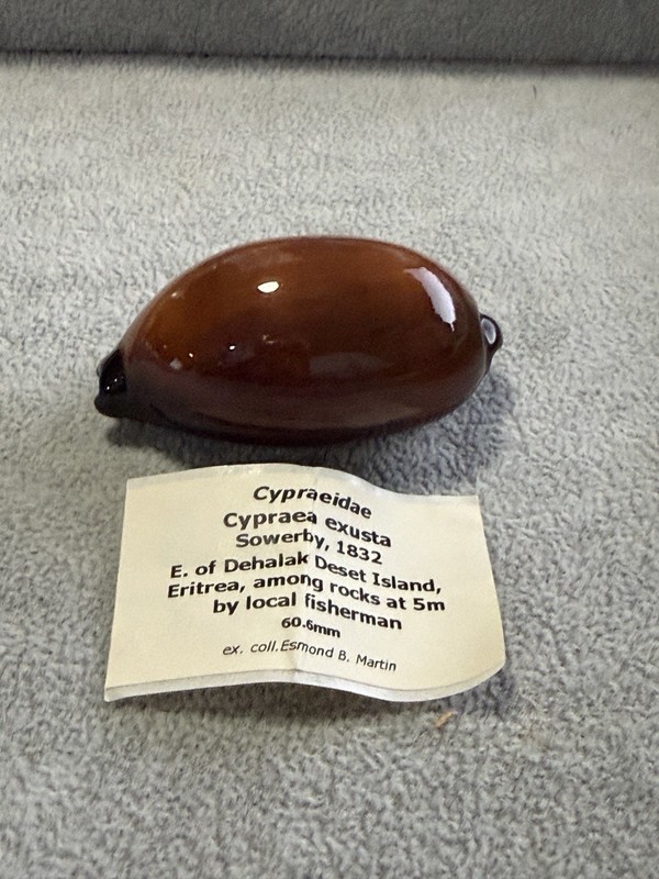 Cypraea exusta wow great dark color  very rare red sea shell 60.5mm Excellent