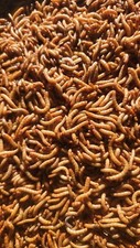 Live Mealworms - SMALL 1/4"-1/2" - Free Shipping from Pennsylvania - Guaranteed 