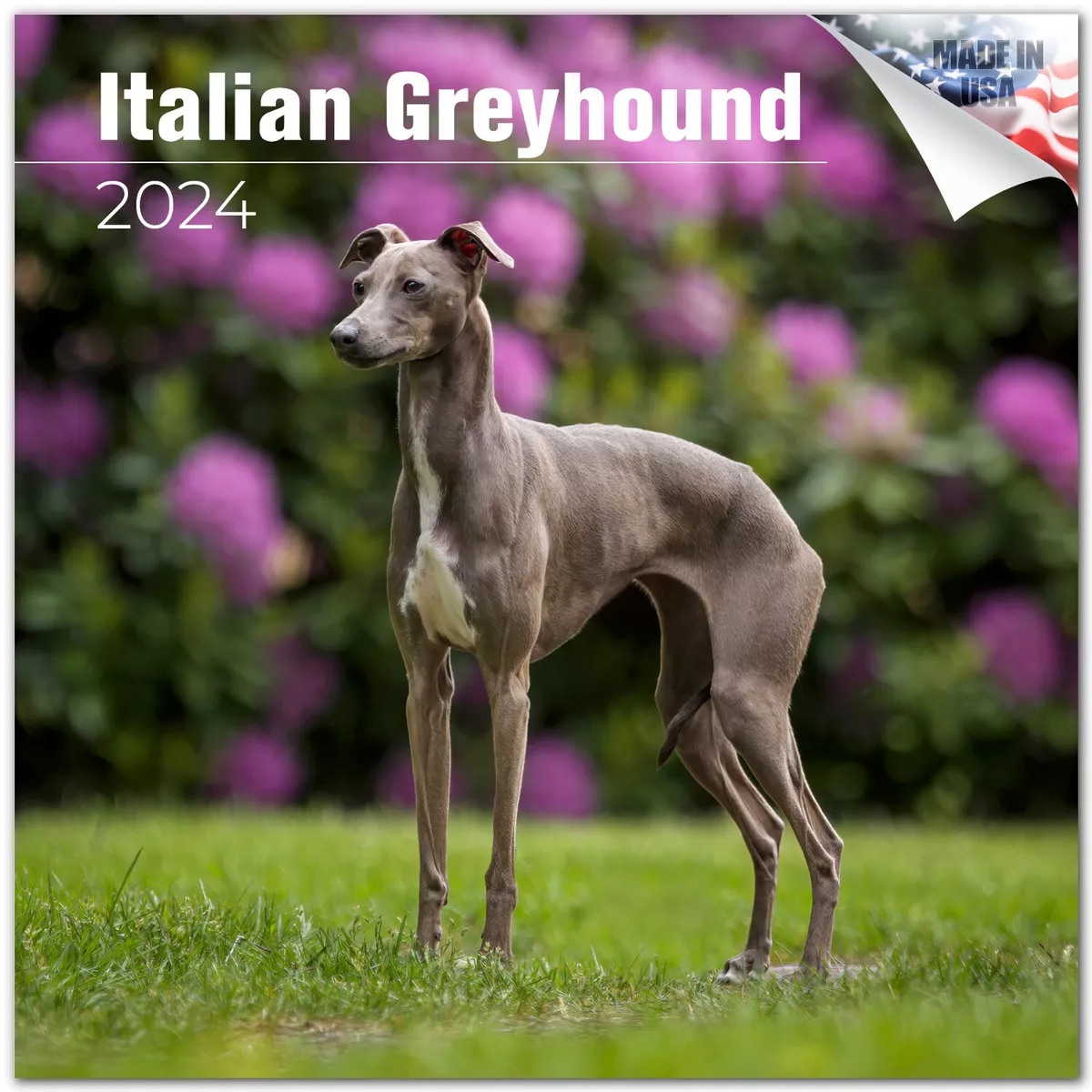 Greyhound size sales